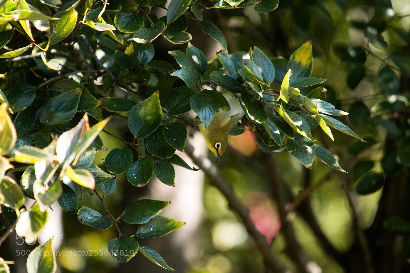 Canon EOS 70D sample photo. Cape white eyes photography