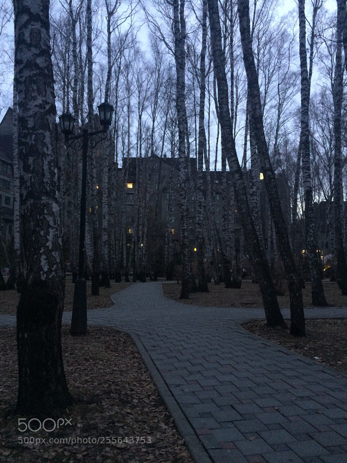Apple iPhone 5s sample photo. Birkenhain photography