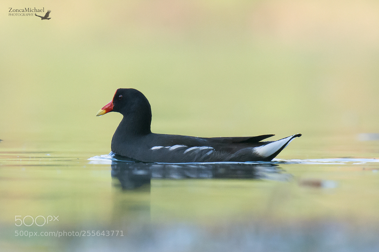 Nikon D7100 sample photo. Gallinella d'acqua photography