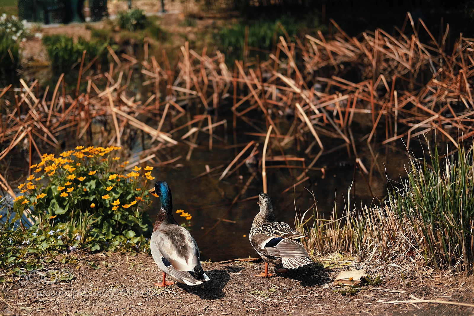 Fujifilm X-Pro2 sample photo. First duck date photography