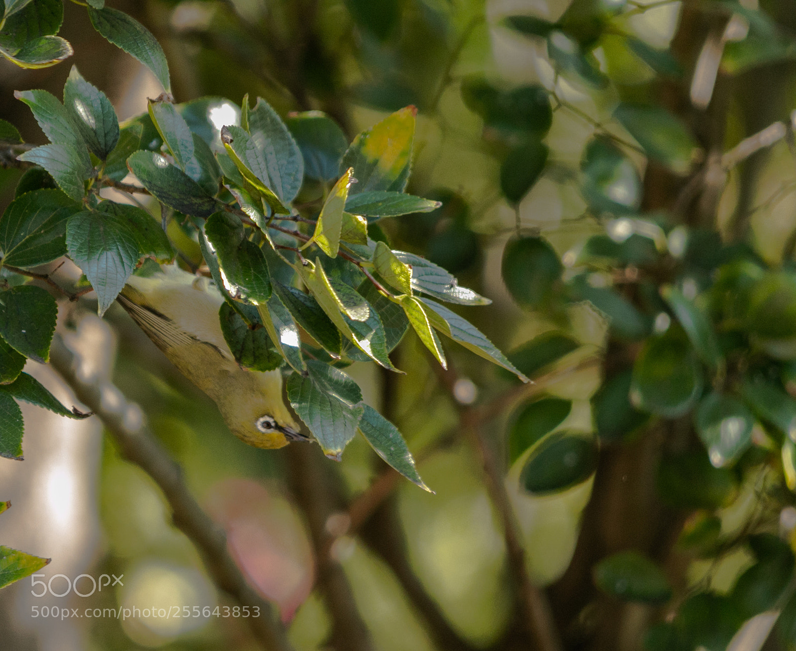Canon EOS 70D sample photo. Cape white eyes photography