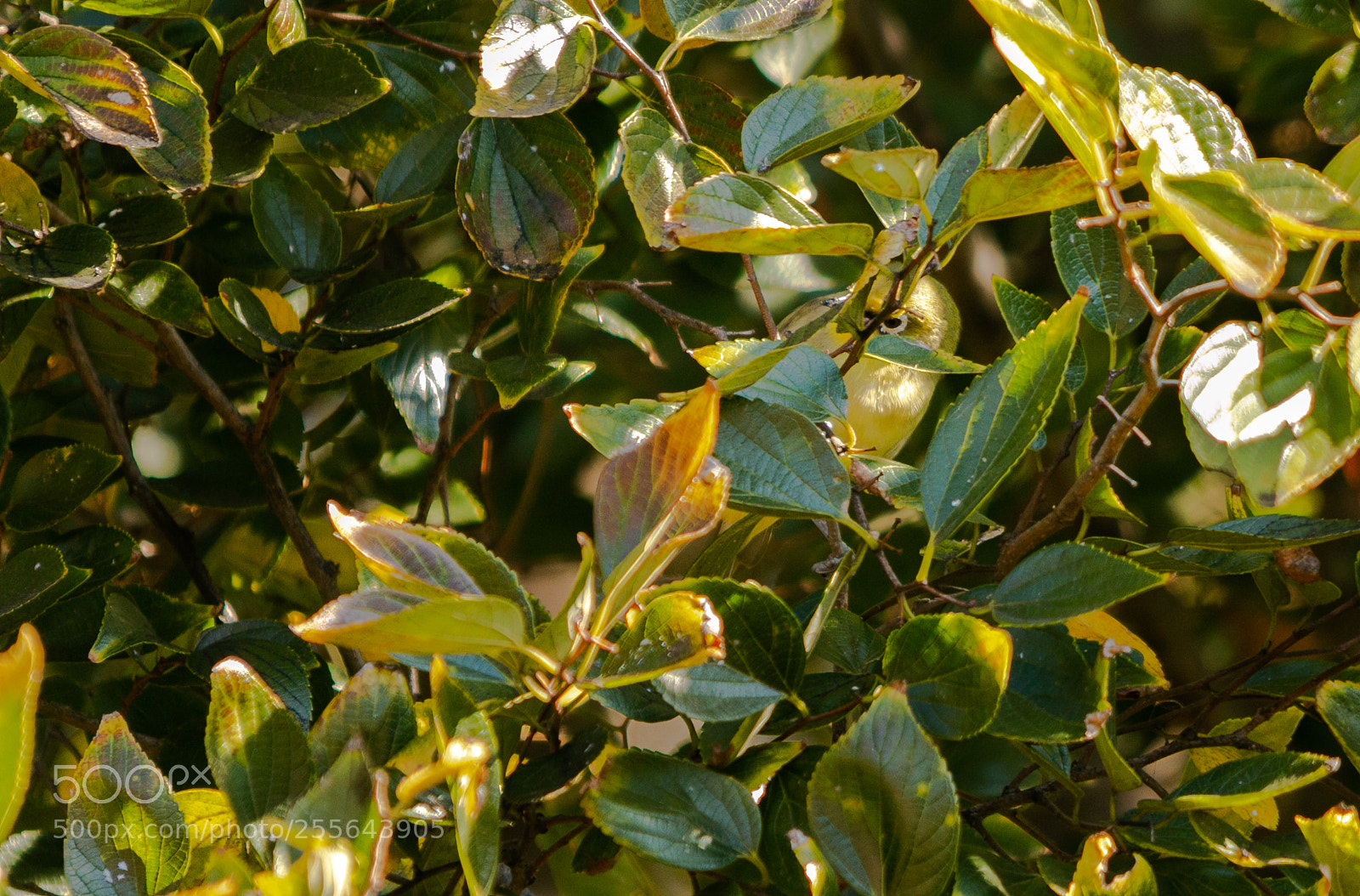 Canon EOS 70D sample photo. Cape white eyes photography