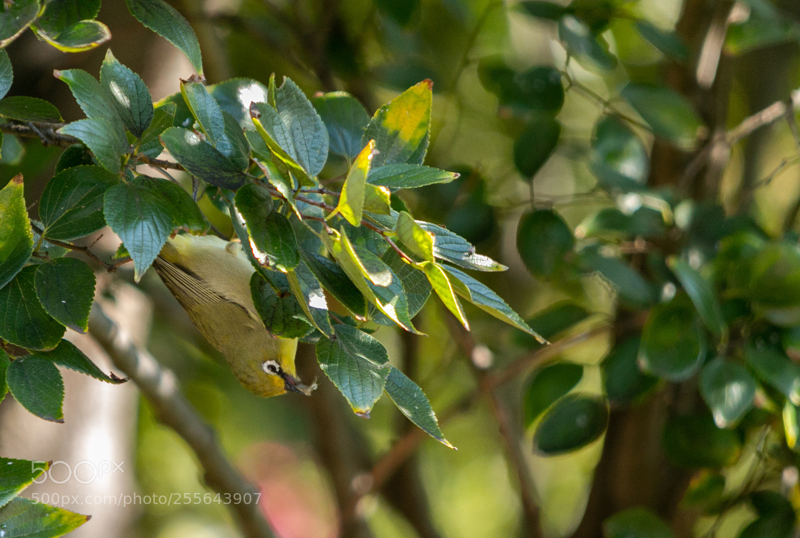 Canon EOS 70D sample photo. Cape white eyes photography