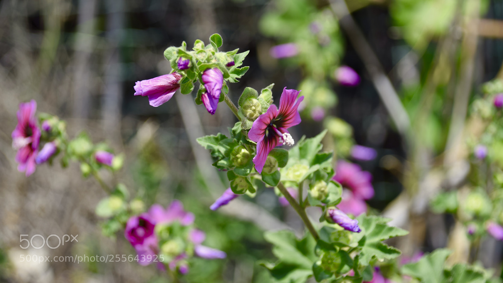 Nikon D5300 sample photo. Purple beauty photography