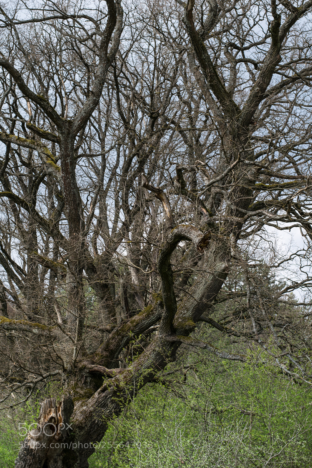 Nikon D3300 sample photo. Dry yed out tree photography