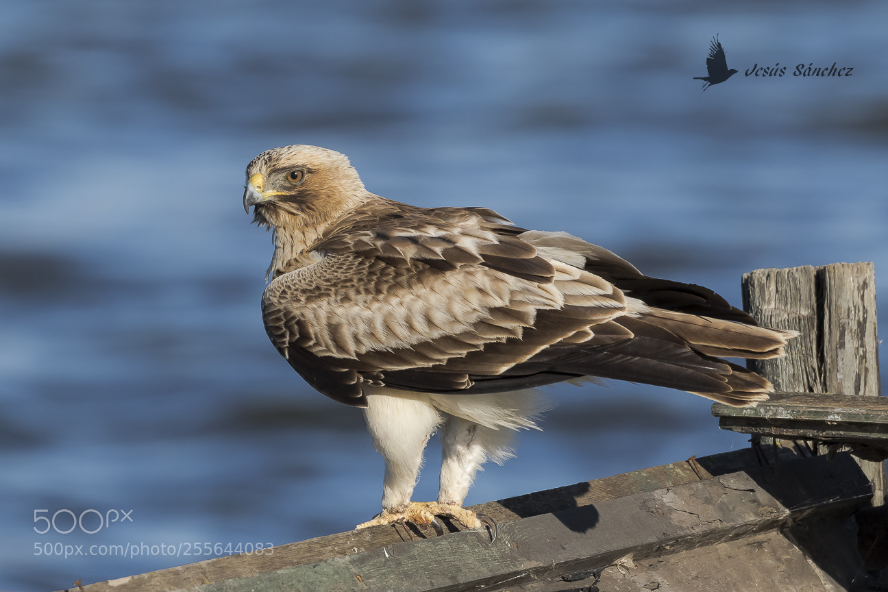 Canon EOS 7D Mark II sample photo. Águila calzada (hieraaetus pennatus) photography