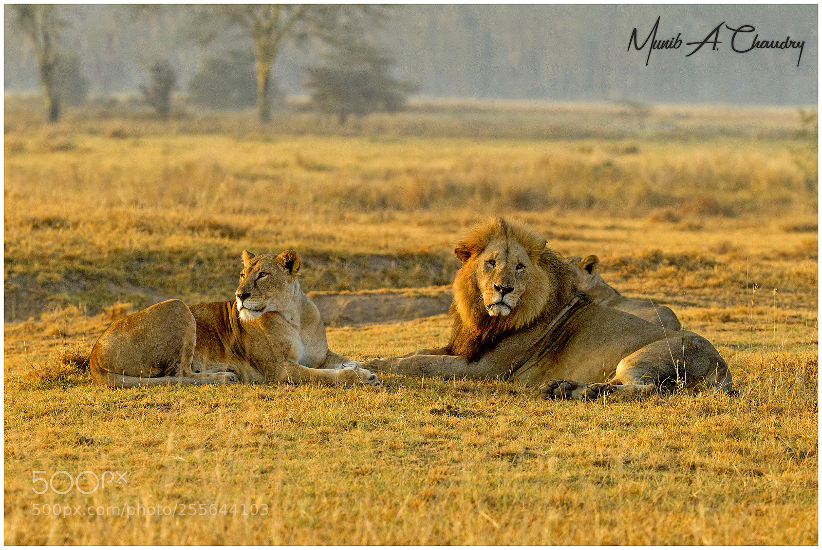 Canon EOS-1D Mark IV sample photo. Royalty at sunrise! photography