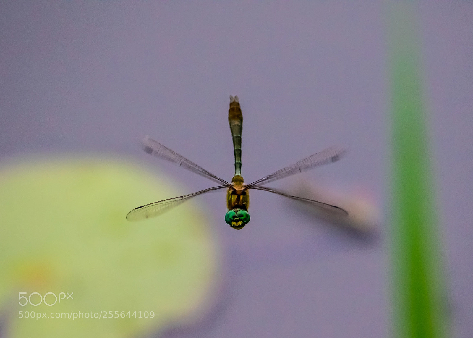 Canon EOS 7D Mark II sample photo. Dragonfly photography