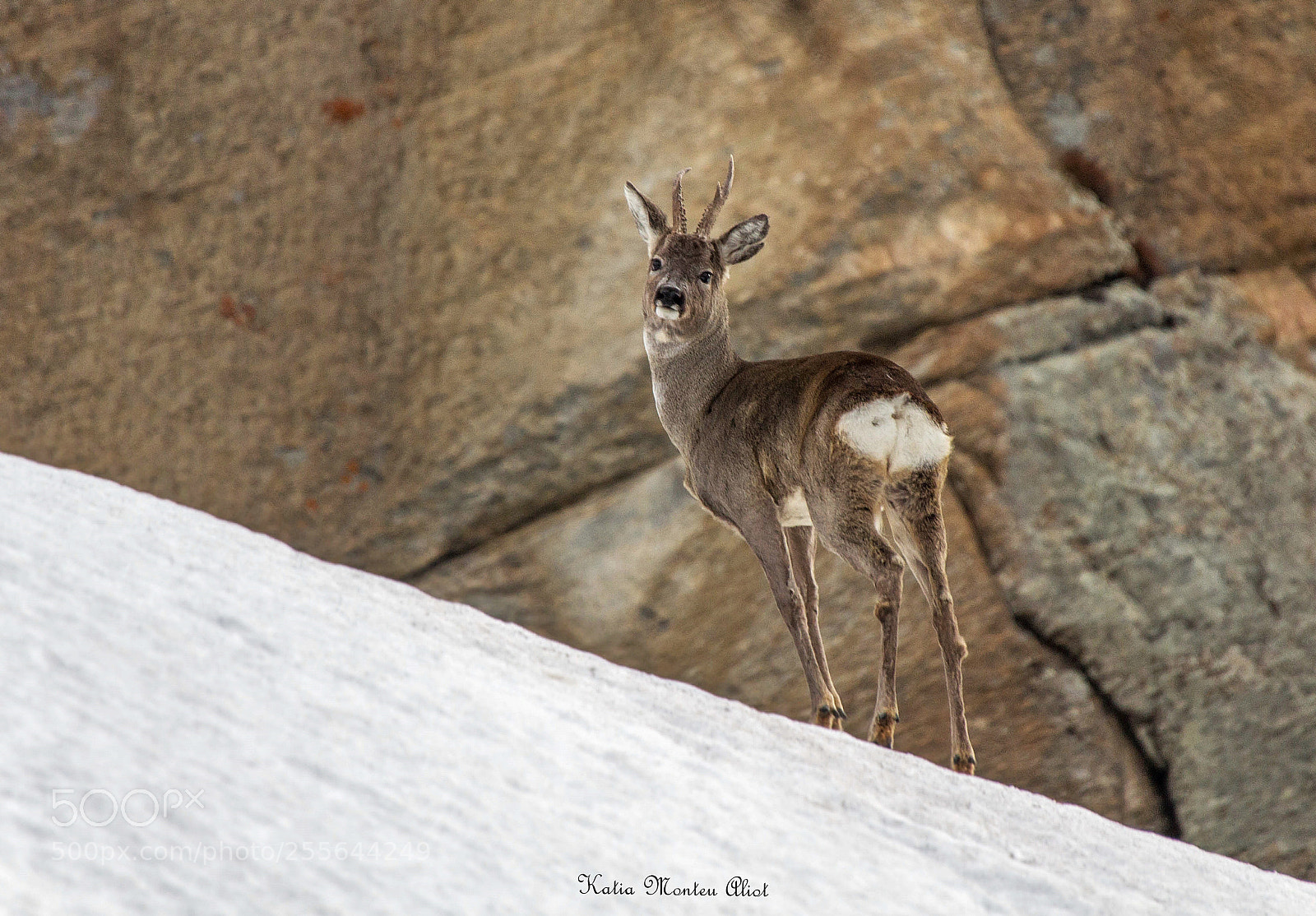 Canon EOS 60D sample photo. Capriolo-roe photography