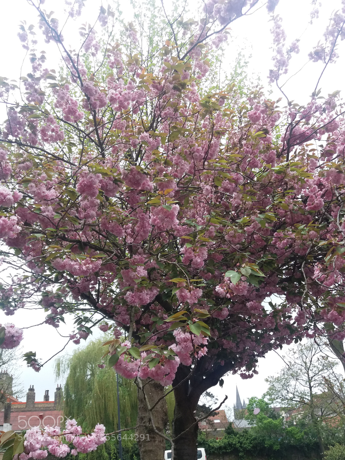 Samsung Galaxy J5(2016) sample photo. Untitled photography