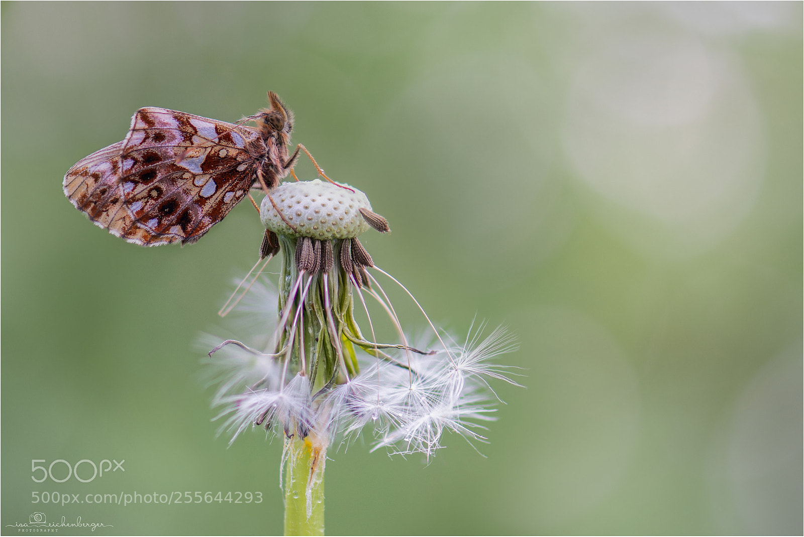 Nikon D850 sample photo. Pearl butterfly photography