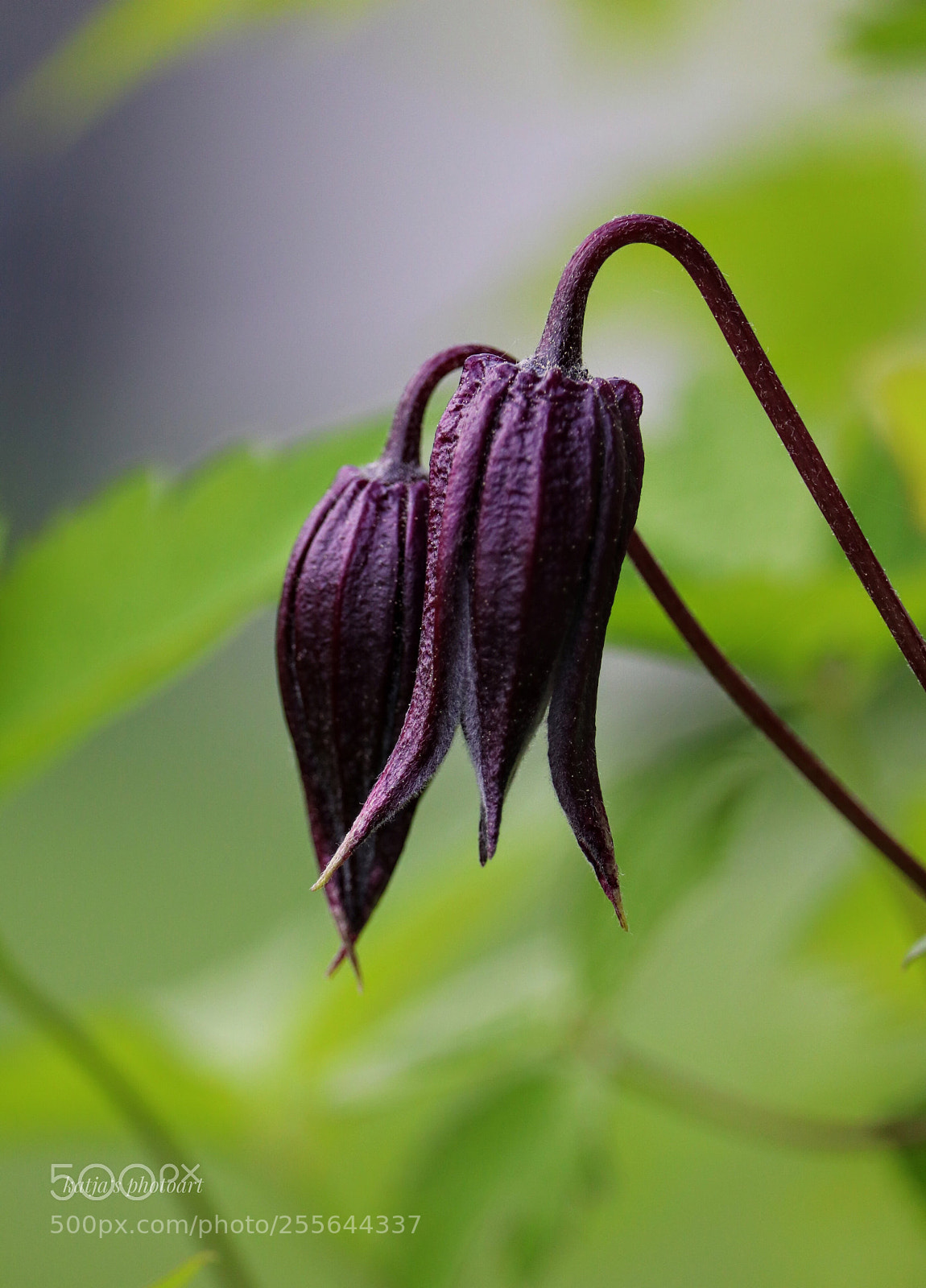 Canon EOS 80D sample photo. Clematis photography