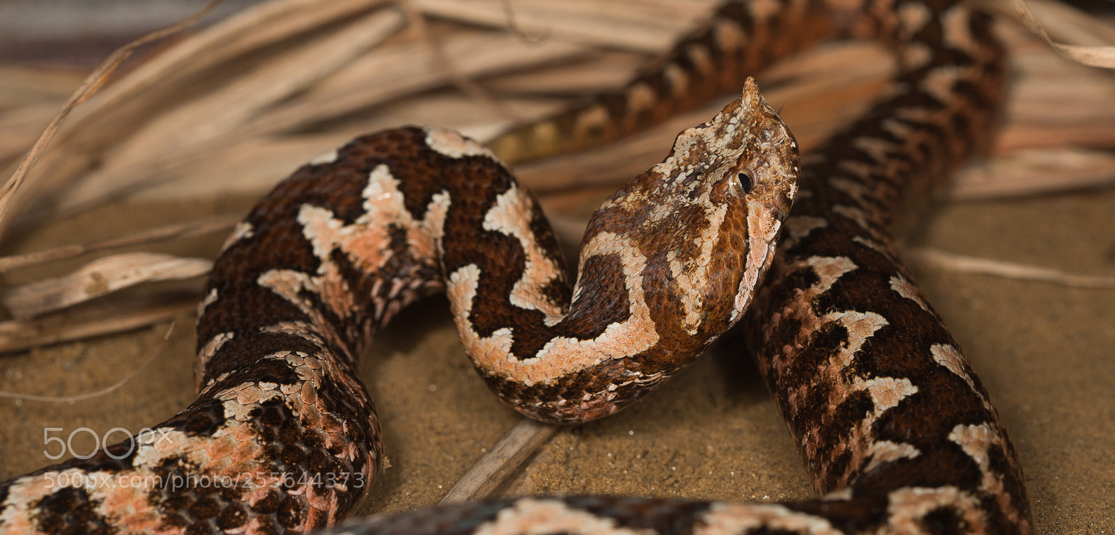 Canon EOS 5D Mark IV sample photo. Vipera ammodytes photography