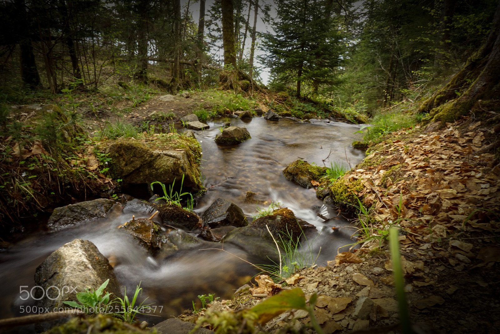 Sony a6000 sample photo. Coule petit ruisseau photography