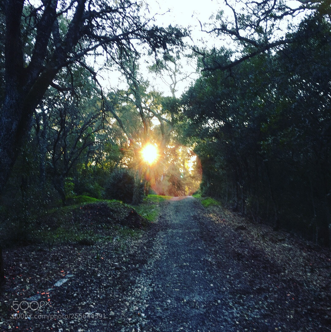 Apple iPhone 6s sample photo. Untitled photography