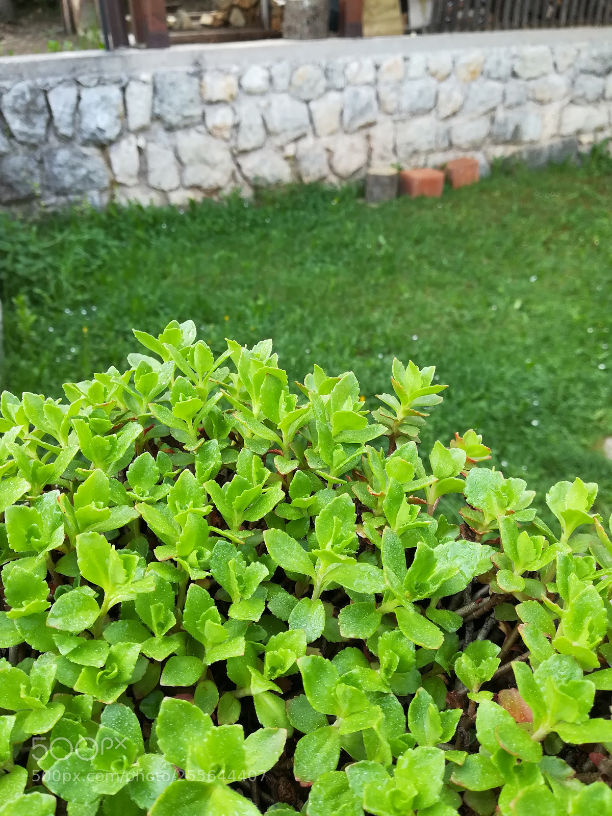 HUAWEI P10 lite sample photo. Green photography