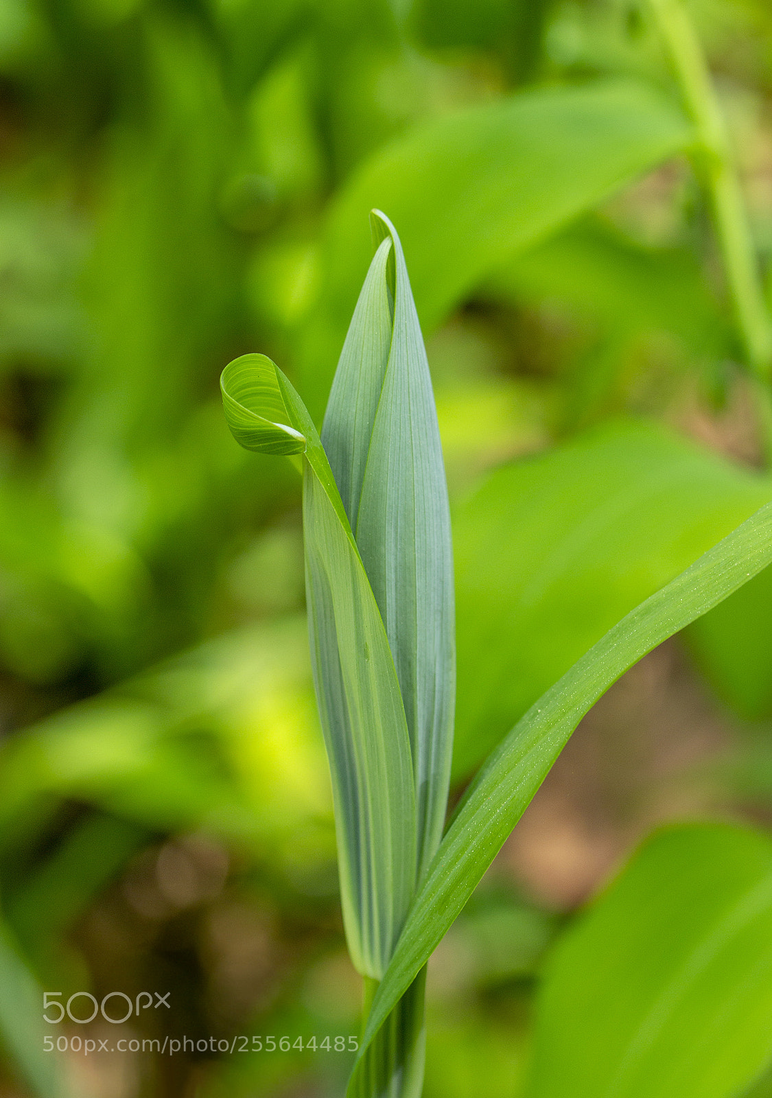 Canon EOS 600D (Rebel EOS T3i / EOS Kiss X5) sample photo. Unfurling photography