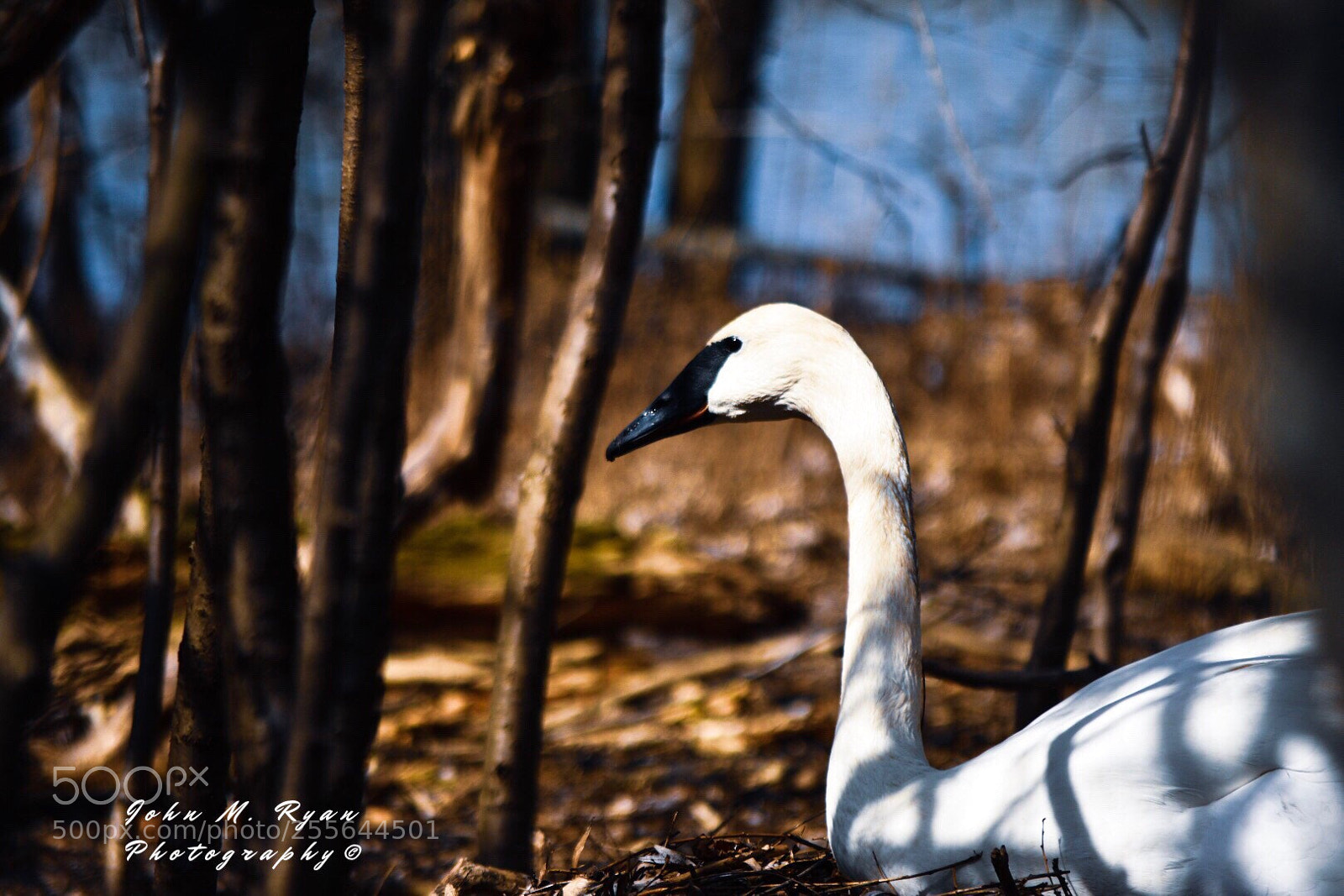 Nikon D3400 sample photo. Nesting white swan photography