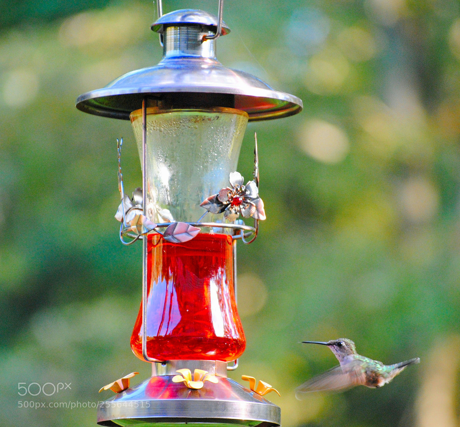 Nikon D3000 sample photo. A photography