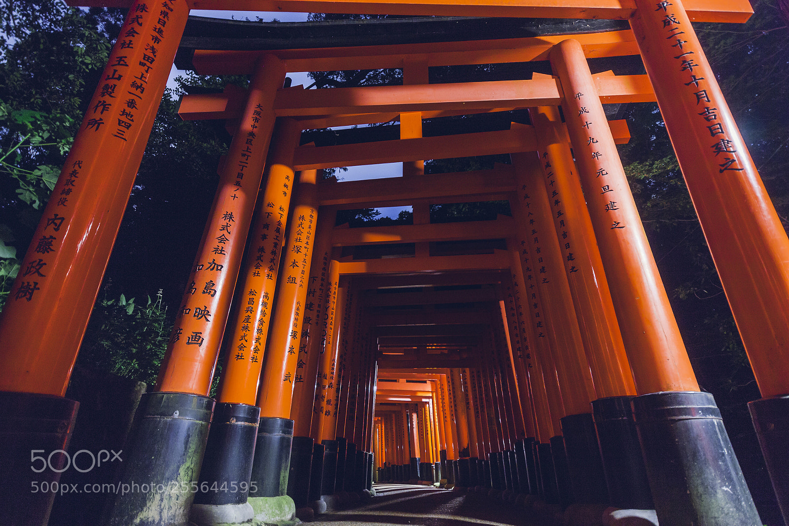 Canon EOS 450D (EOS Rebel XSi / EOS Kiss X2) sample photo. Torri gates at fushimi photography