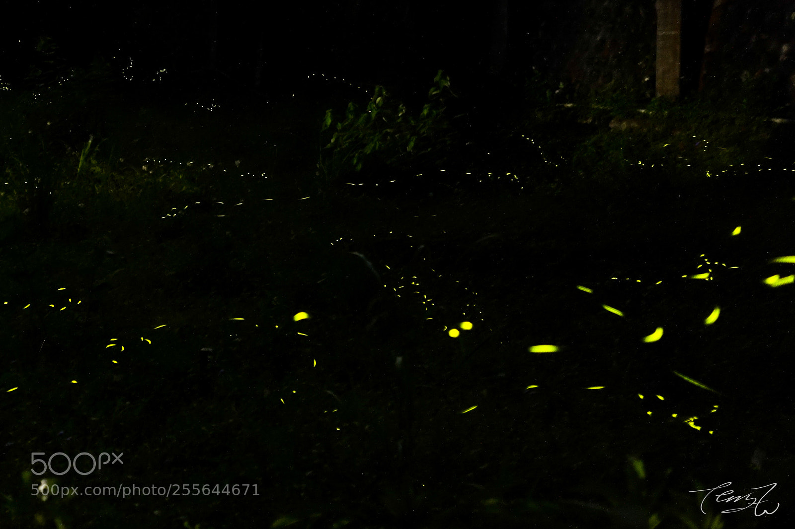 Sony Cyber-shot DSC-RX100 III sample photo. Firefly photography