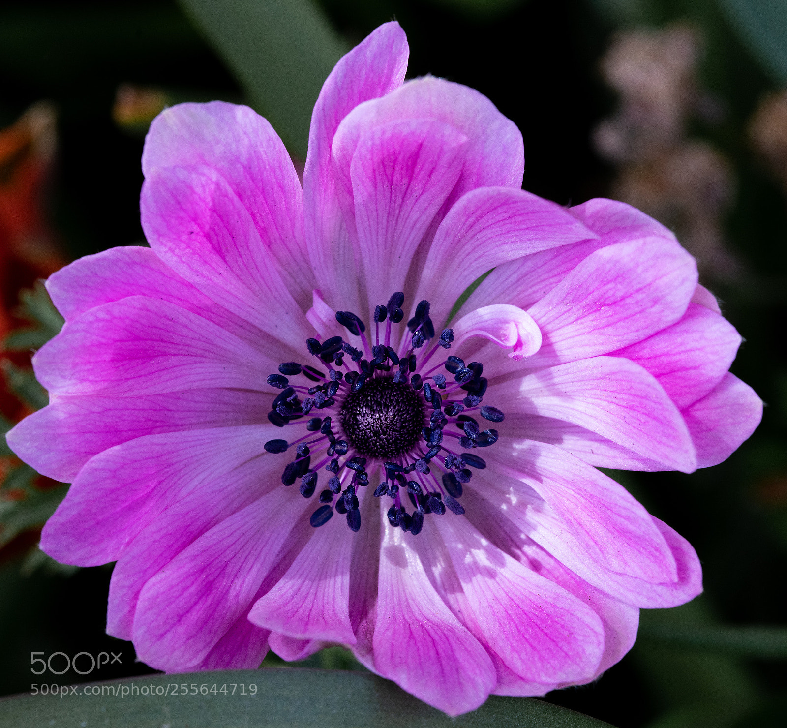 Sony a7R III sample photo. Lyu photo photography