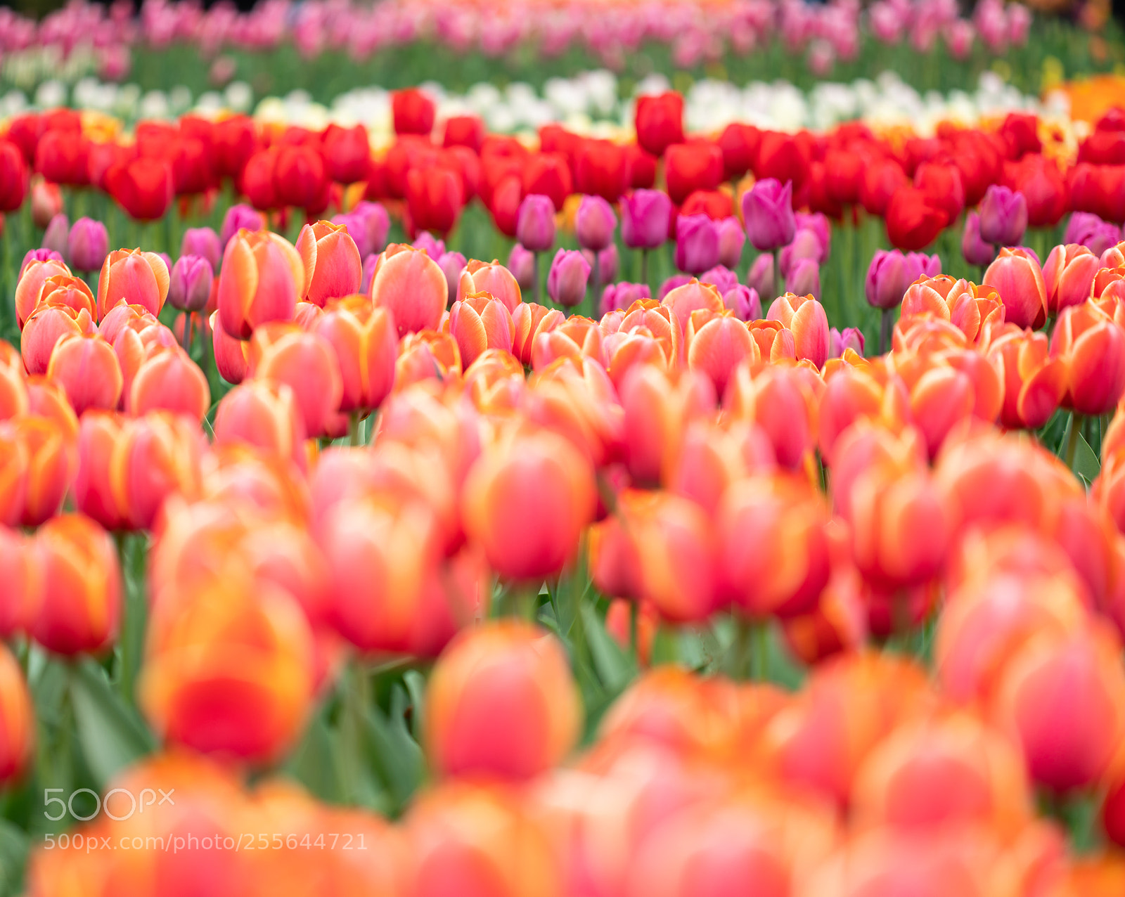 Sony a7R III sample photo. Lyu photo photography