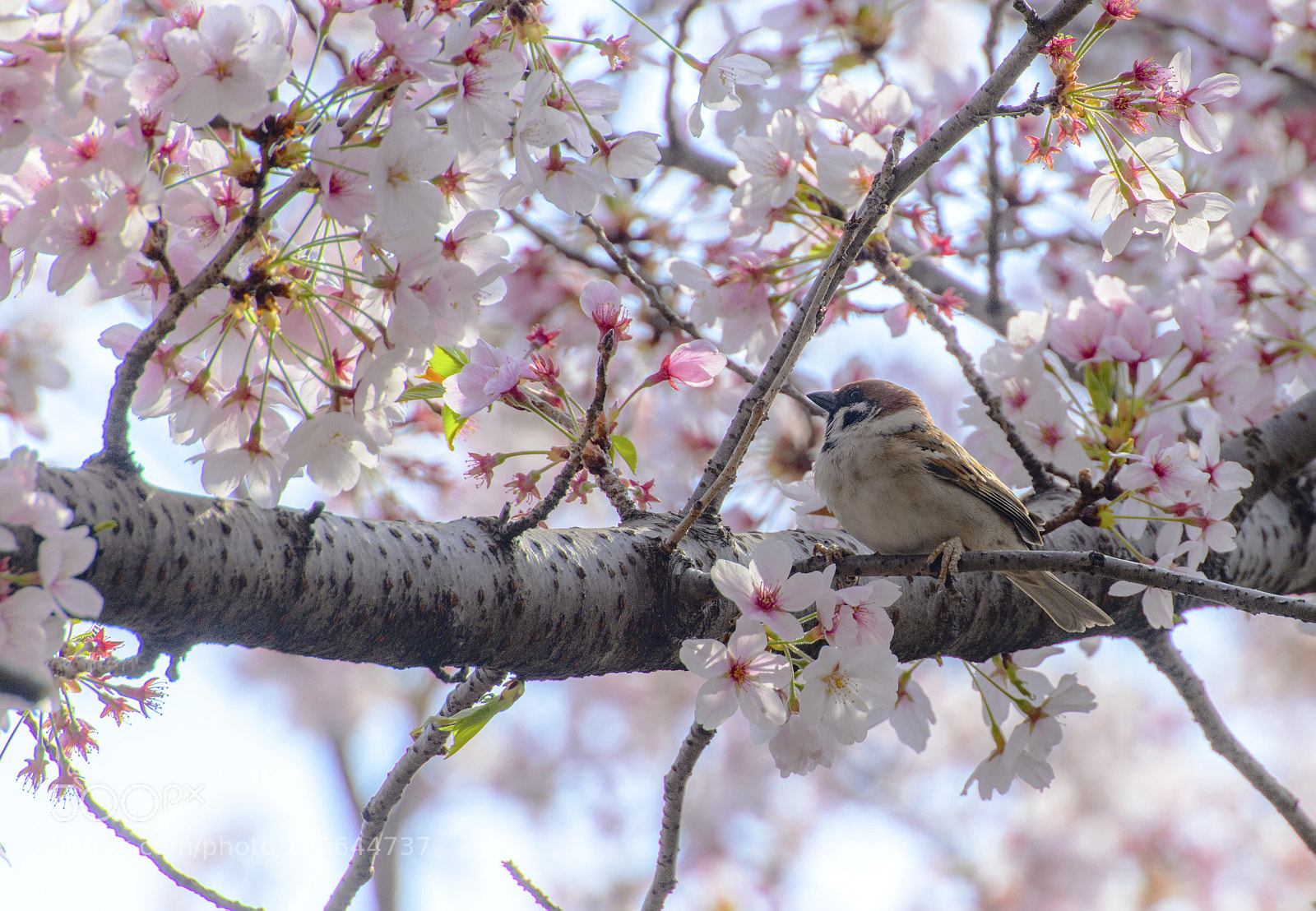 Nikon D850 sample photo. Sakura and sparrow photography