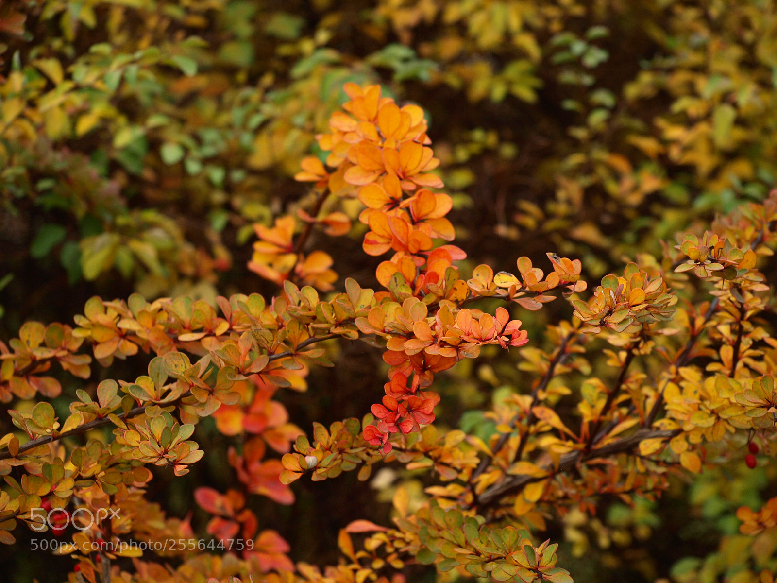 Olympus E-510 (EVOLT E-510) sample photo. Autumn photography