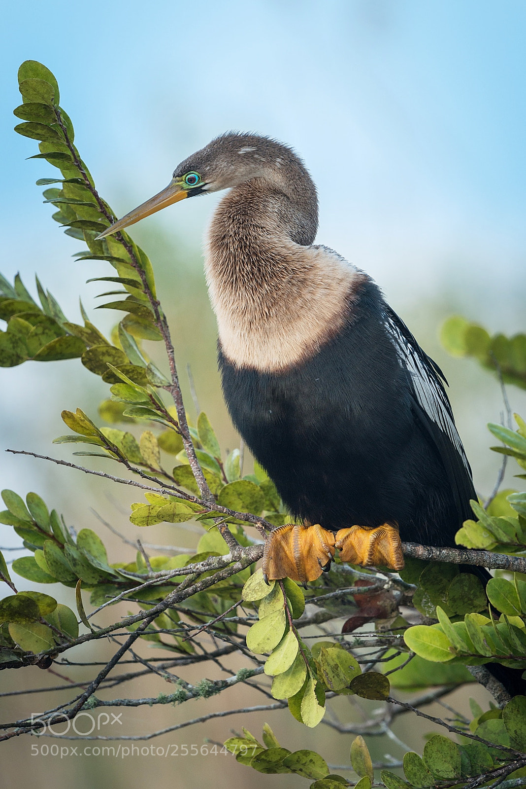 Nikon D800 sample photo. Anhinga photography
