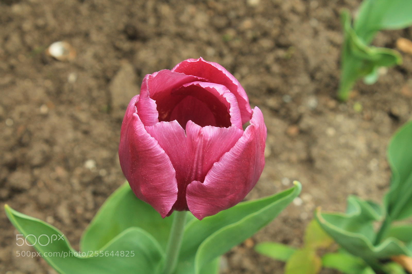 Canon EOS 1100D (EOS Rebel T3 / EOS Kiss X50) sample photo. Img photography