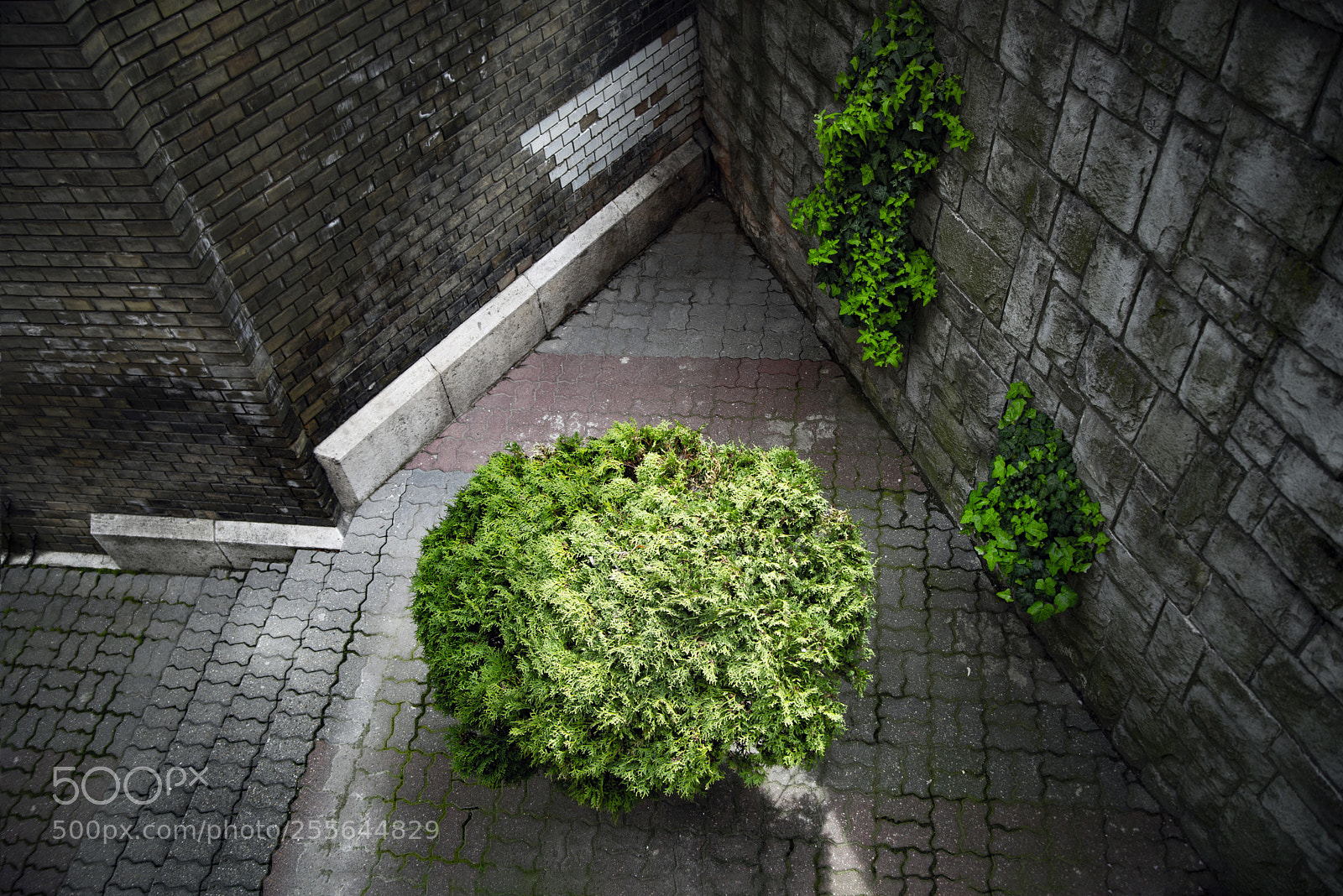 Nikon D600 sample photo. Nature meets the city photography