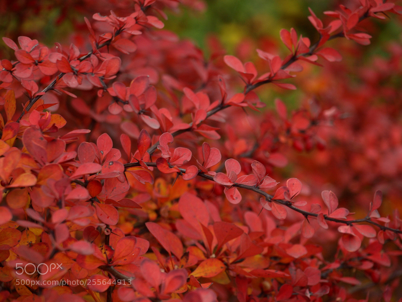 Olympus E-510 (EVOLT E-510) sample photo. Autumn photography