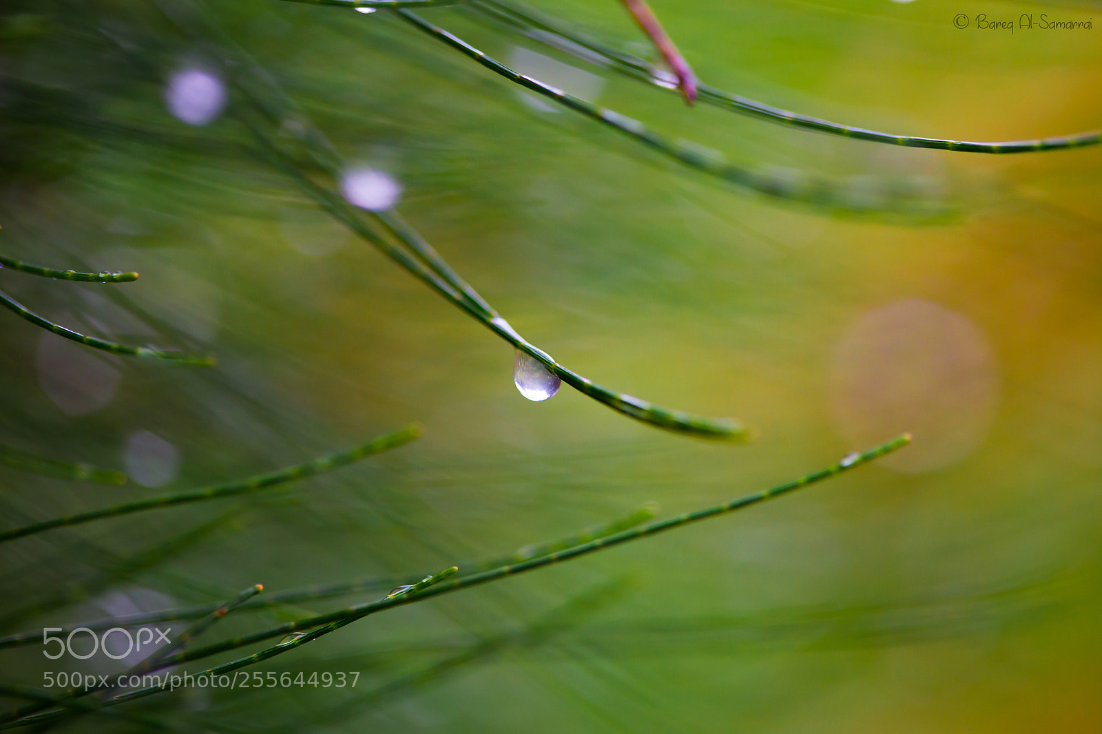 Canon EOS 6D sample photo. Raindrops photography