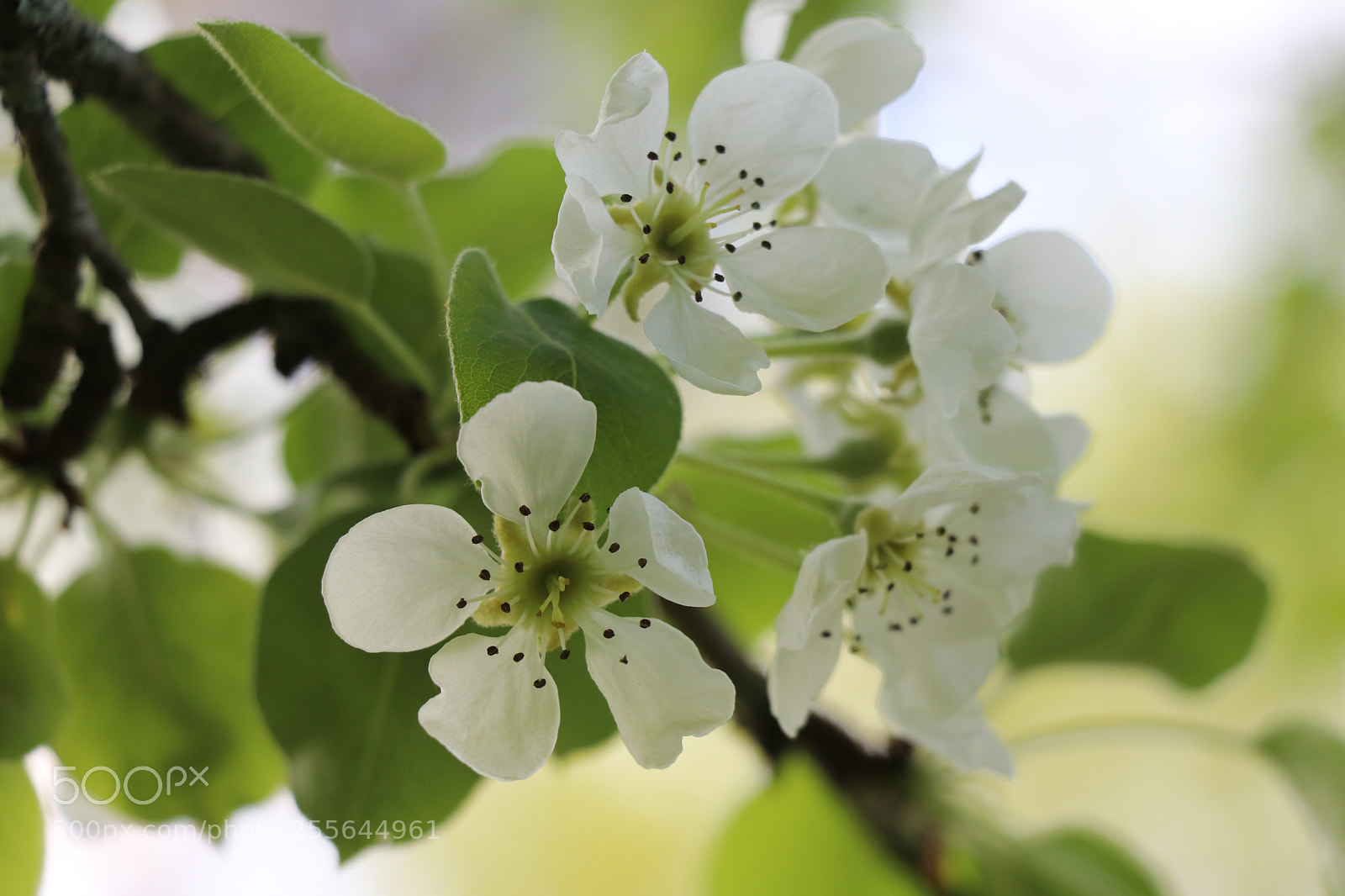 Canon EOS 80D sample photo. Blütenzauber photography