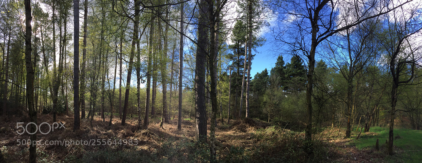 Apple iPhone 6 sample photo. Cannock chase in spring photography