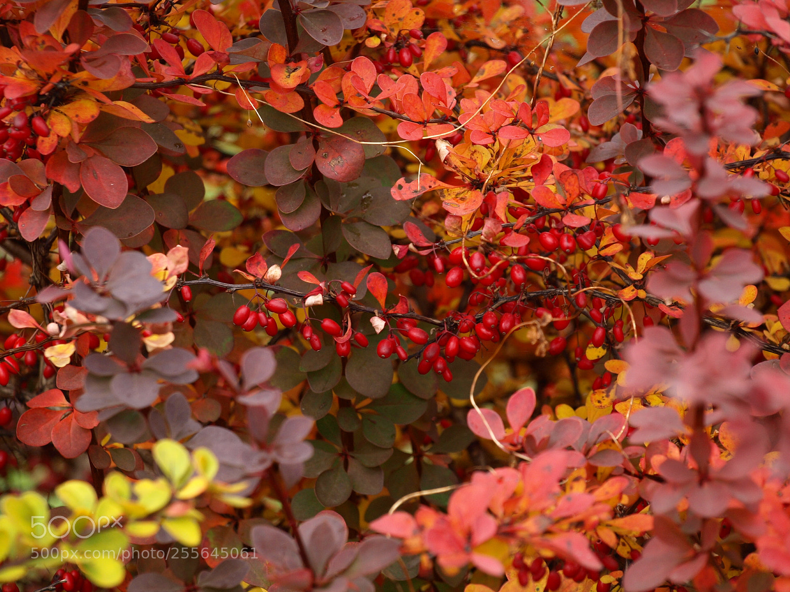 Olympus E-510 (EVOLT E-510) sample photo. Autumn photography