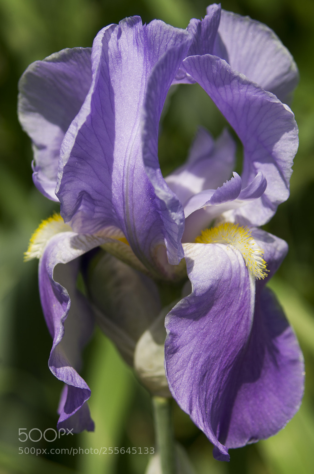 Pentax K-r sample photo. Giaggiolo photography