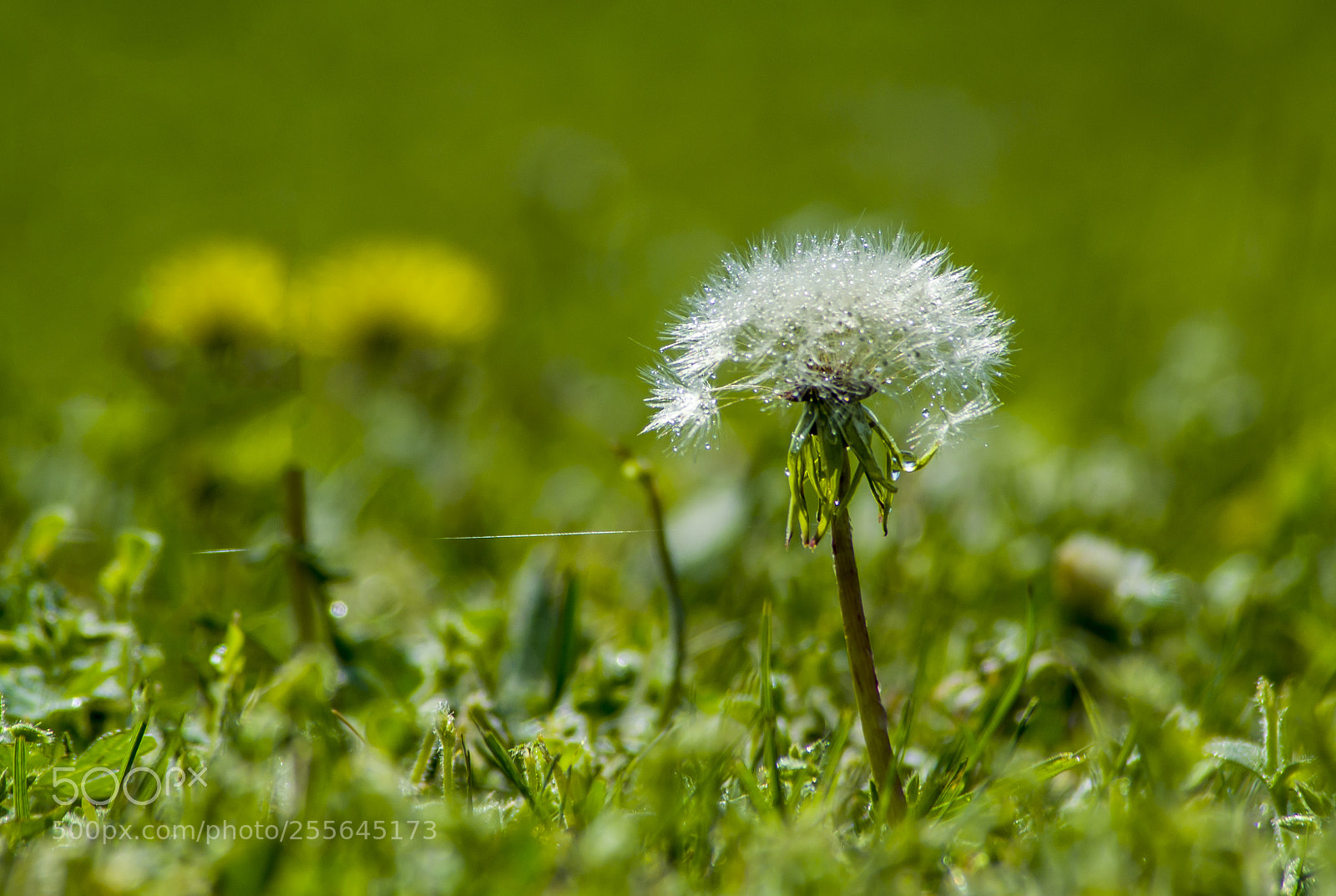 Nikon D3100 sample photo. Pitypang..dandelion photography