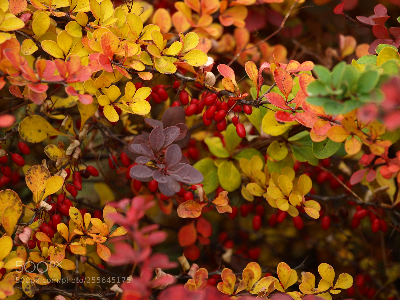Olympus E-510 (EVOLT E-510) sample photo. Autumn photography