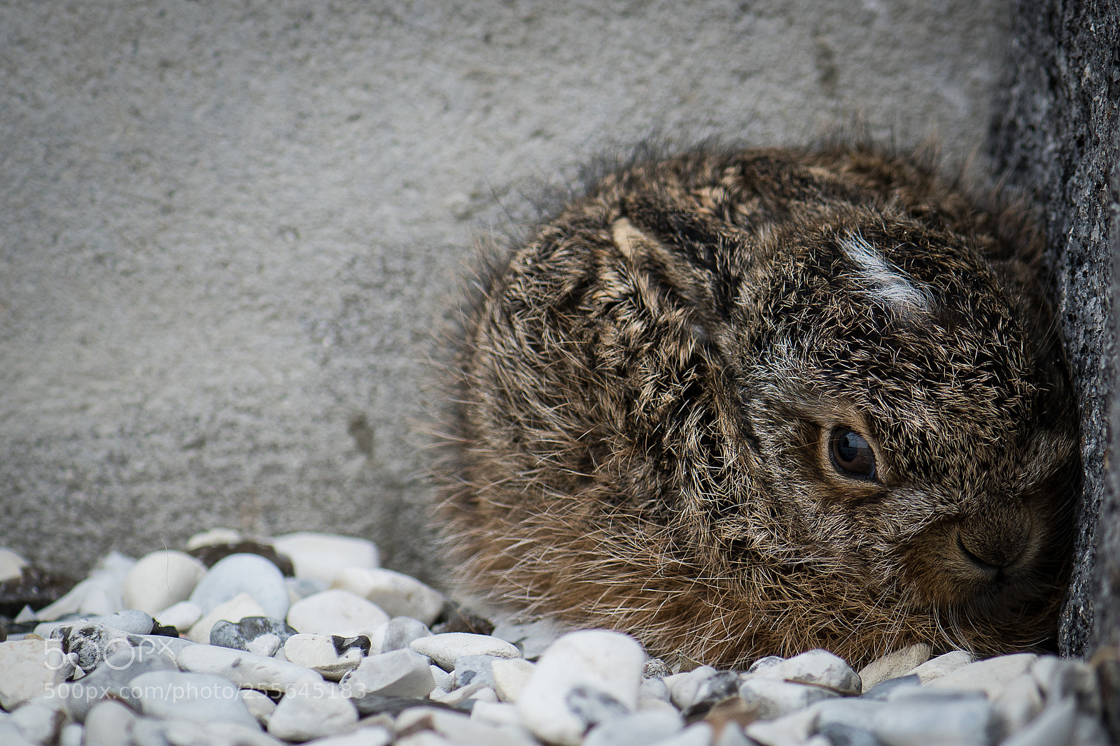 Nikon D500 sample photo. Hare kitten photography