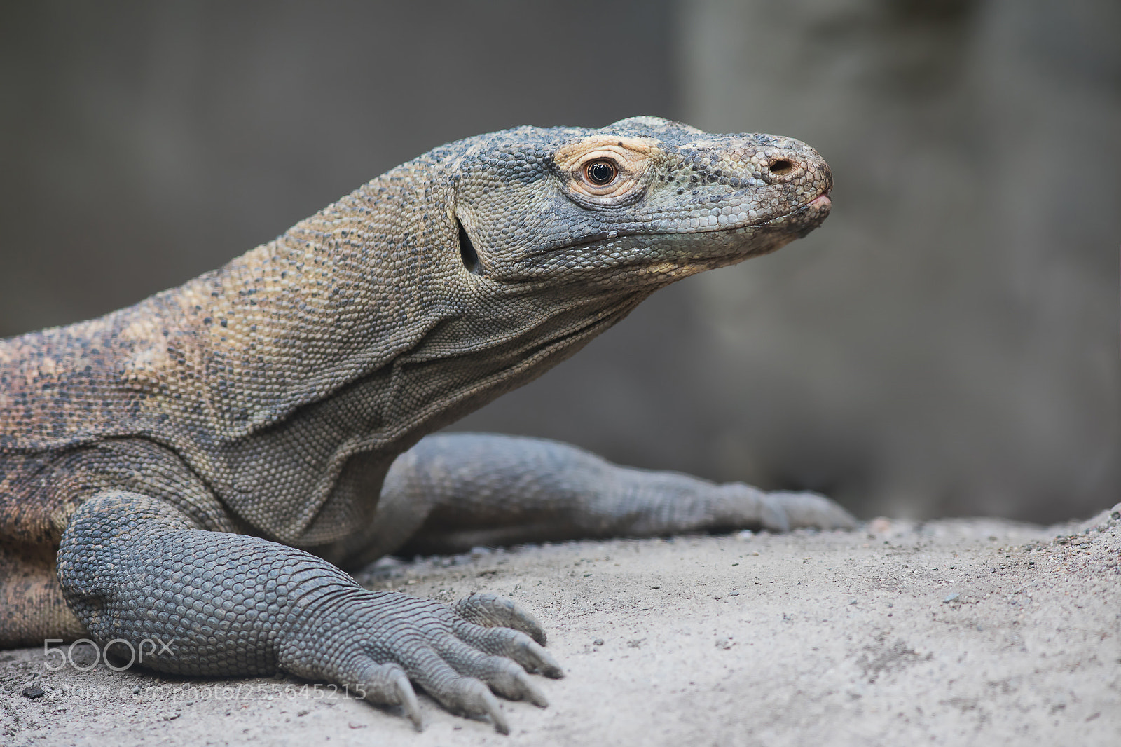 Canon EOS 5D Mark IV sample photo. The dragon photography