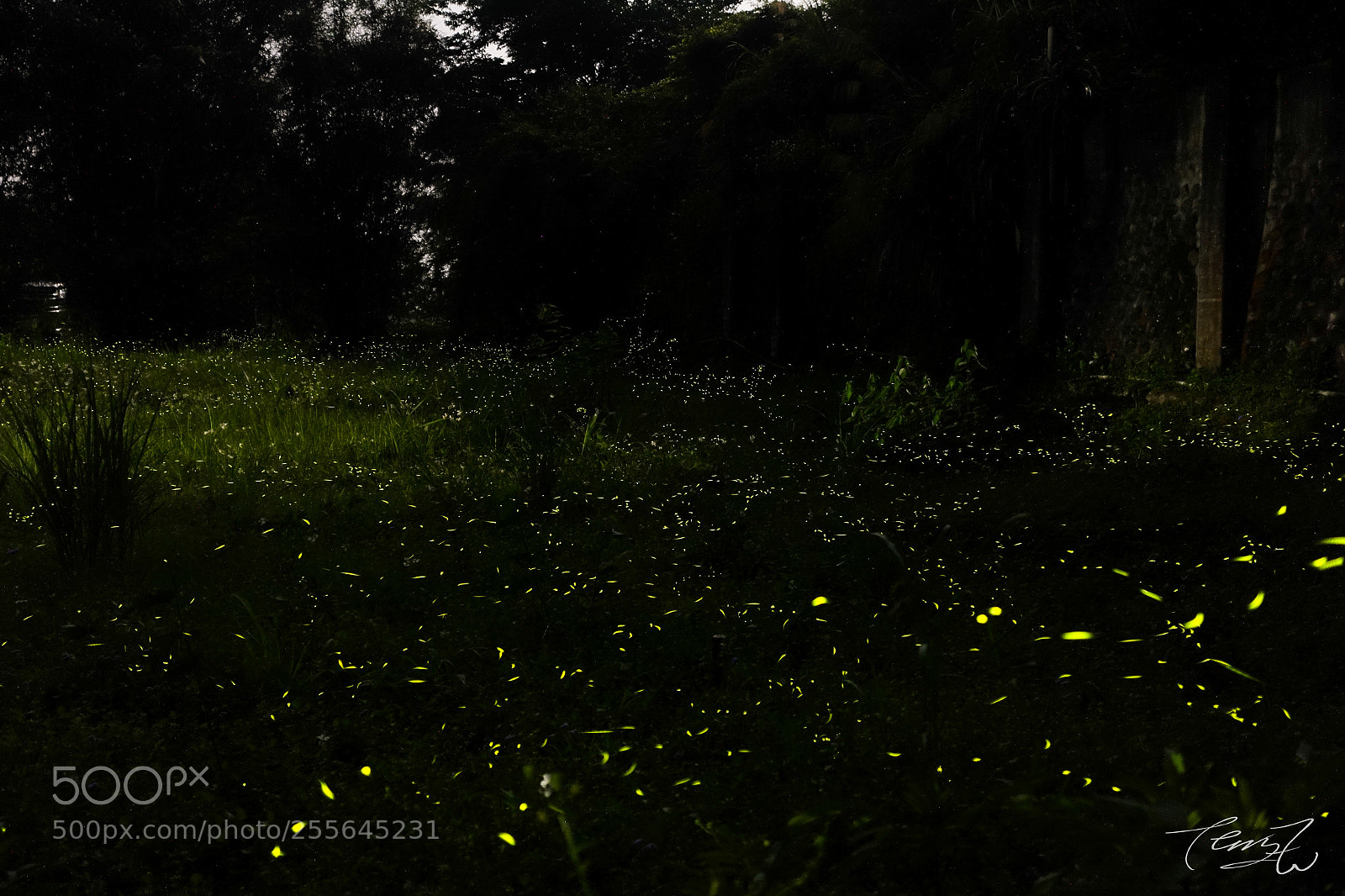 Sony Cyber-shot DSC-RX100 III sample photo. Firefly photography