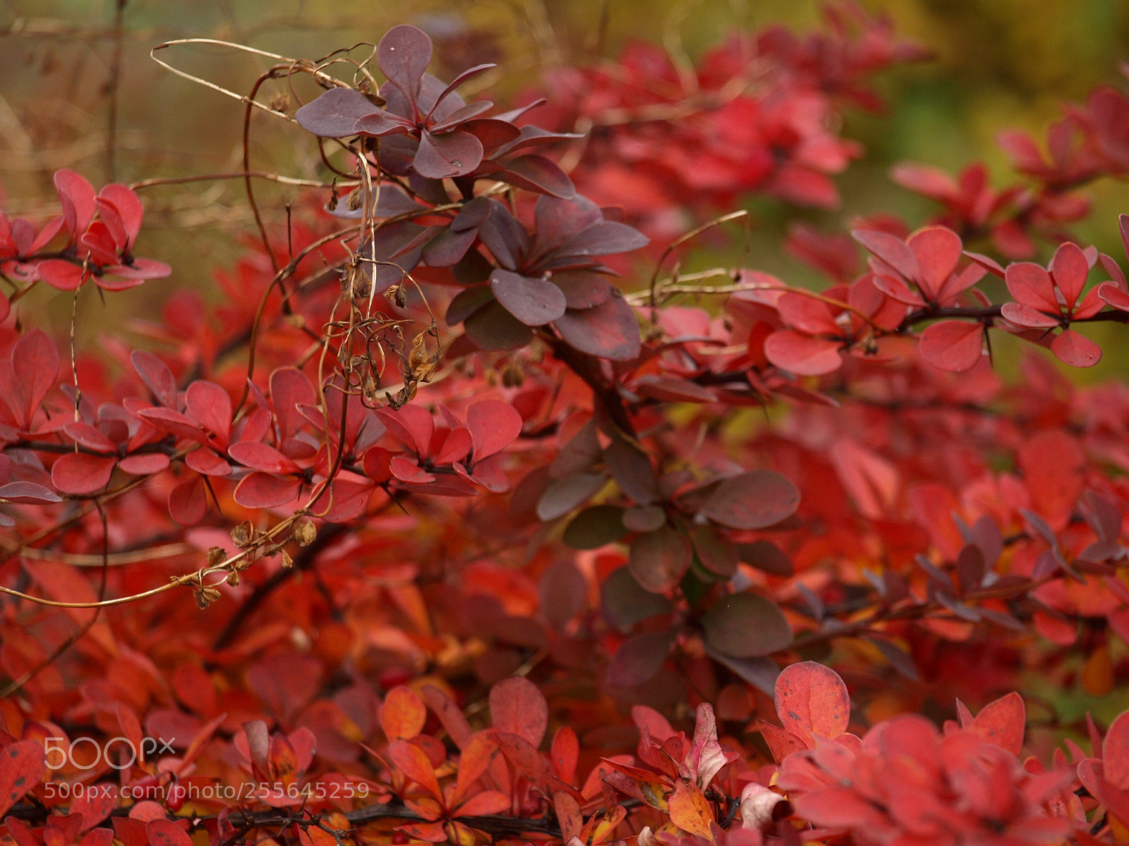 Olympus E-510 (EVOLT E-510) sample photo. Autumn photography