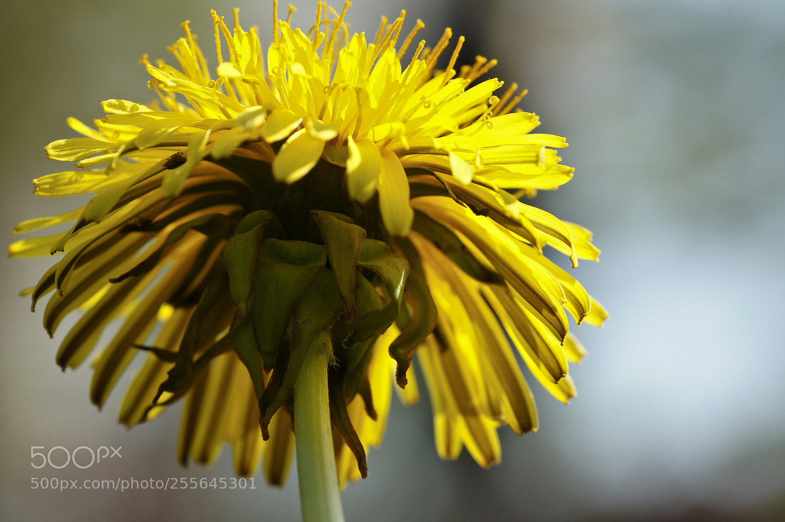 Sony SLT-A55 (SLT-A55V) sample photo. Yellow photography