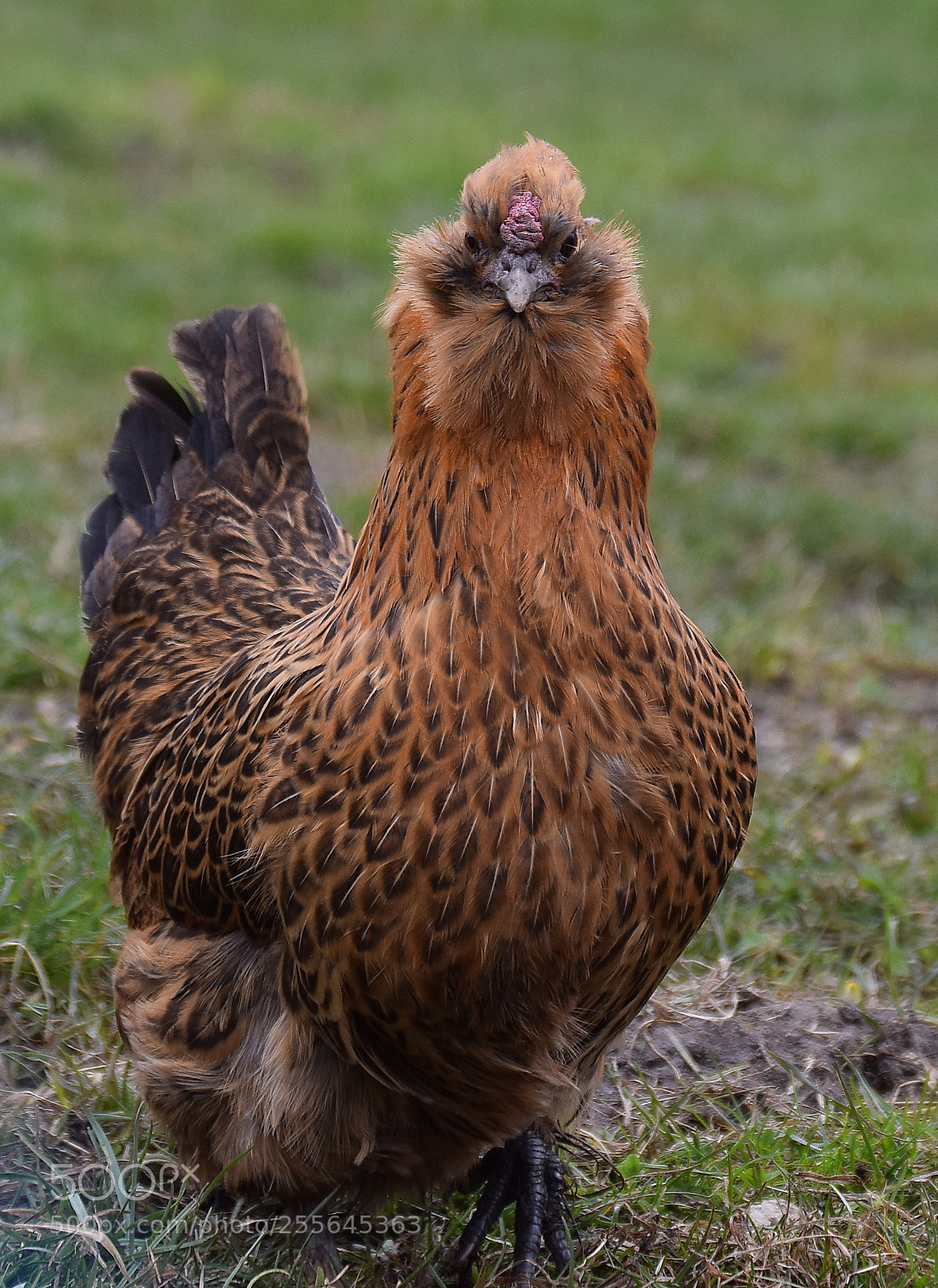 Nikon D5300 sample photo. Hen photography