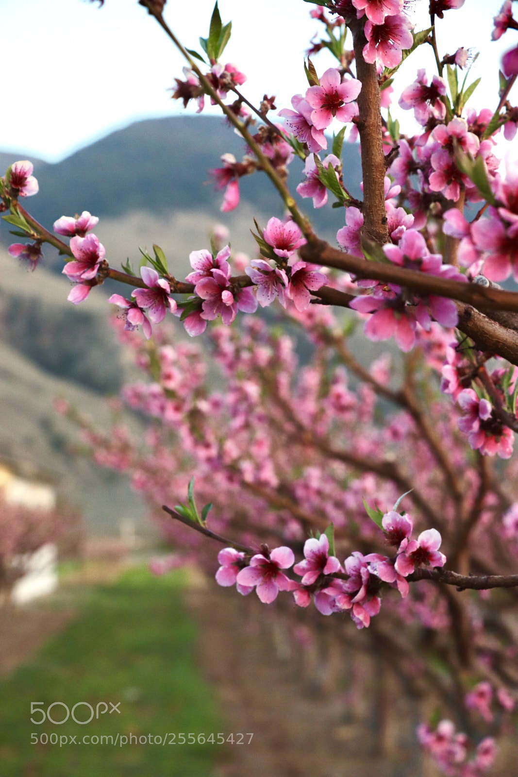 Canon EOS 800D (EOS Rebel T7i / EOS Kiss X9i) sample photo. Peach blossoms  photography