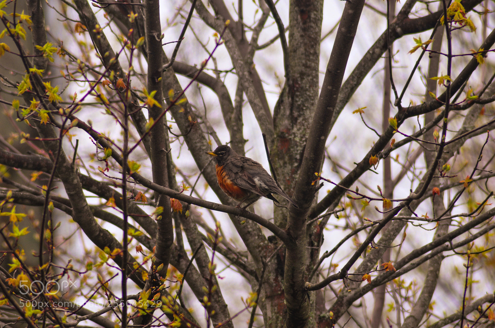 Nikon D300 sample photo. A spring robin photography