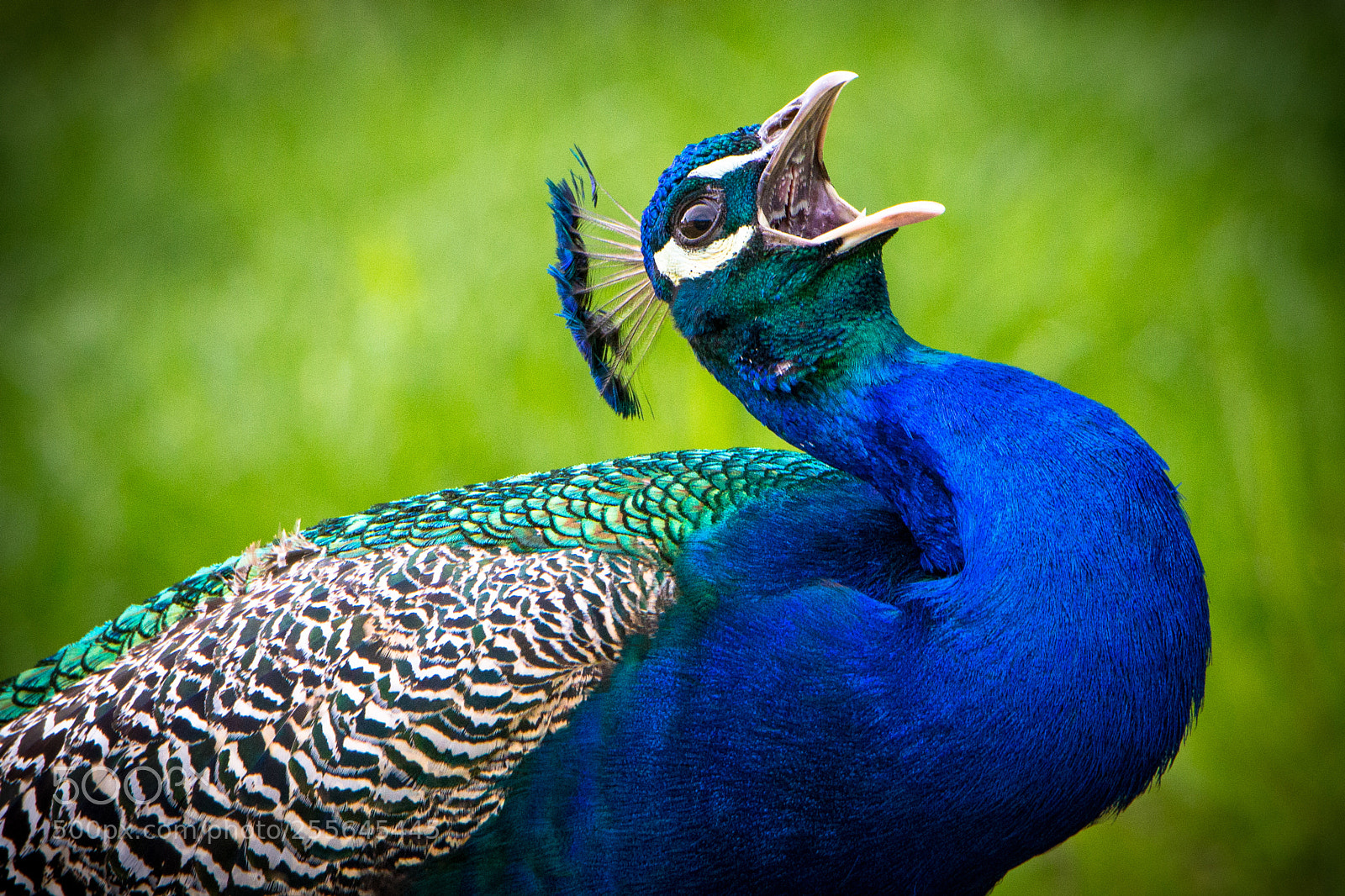 Canon EOS-1D X sample photo. Screaming peacock photography