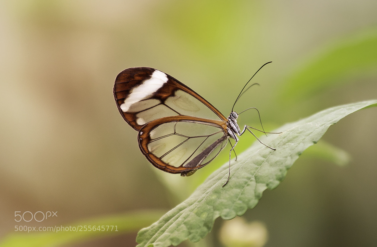 Canon EOS 5D Mark II sample photo. Glasswing butterfly photography